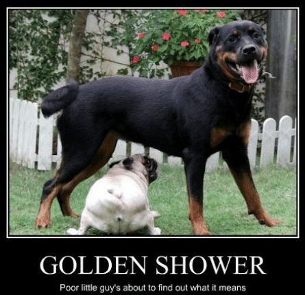 golden-shower-DOG